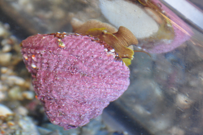 Ucluelet Aquarium