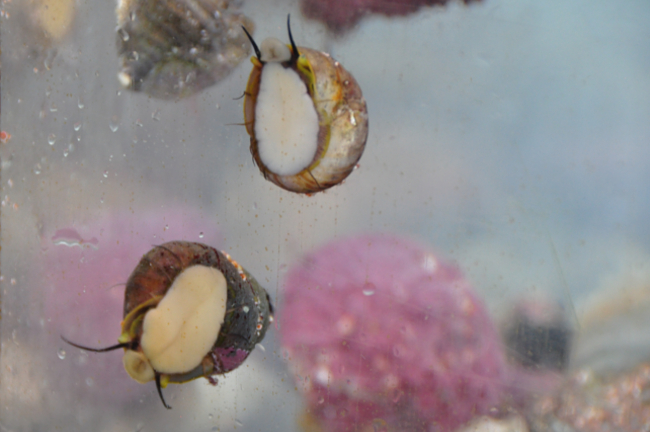 Ucluelet Aquarium