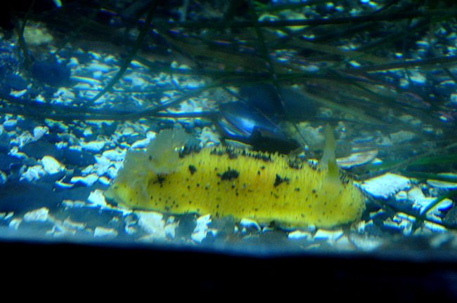 Ucluelet Aquarium