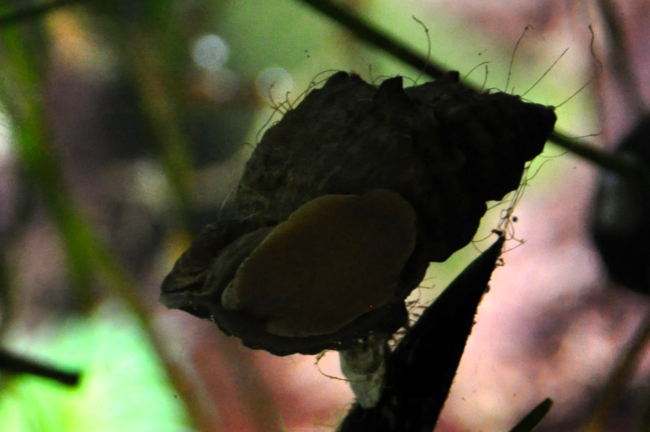 Vancouver aquarium