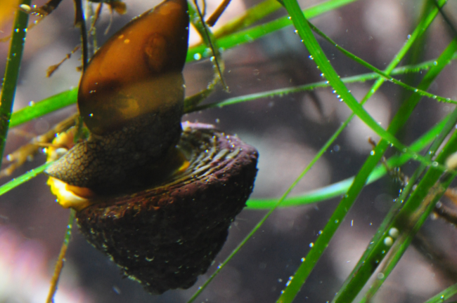 Vancouver aquarium