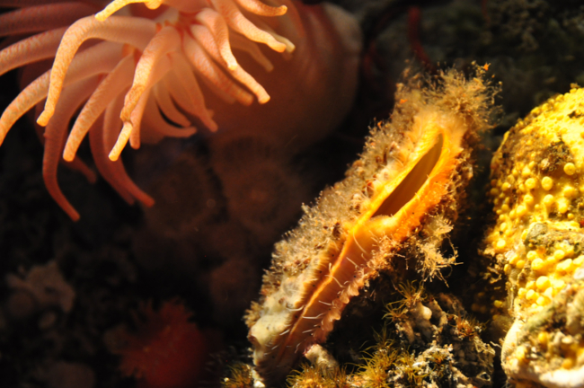 Vancouver aquarium