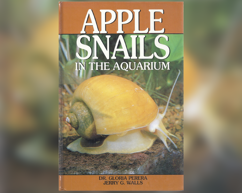 Apple snails in the aquarium