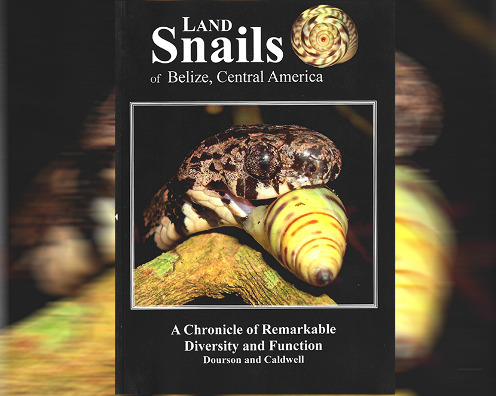 Land snails of Belize, Central America