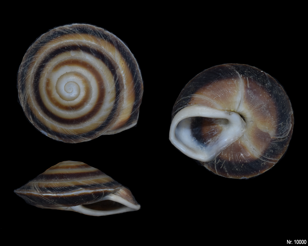 Caracolus sagemon blanesi