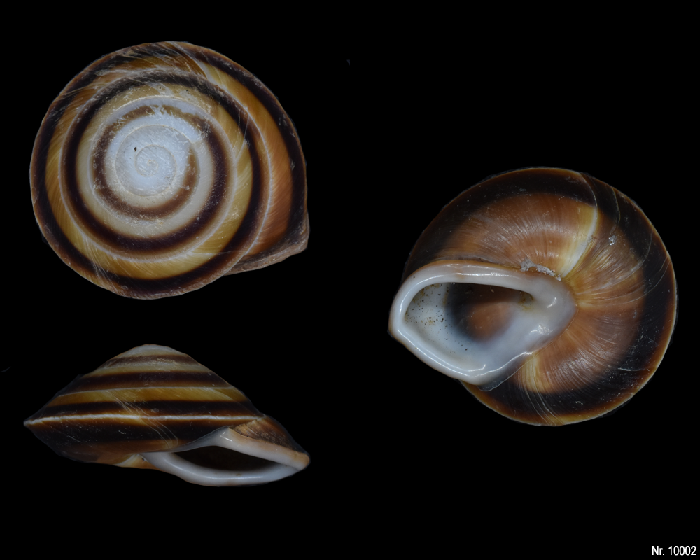 Caracolus sagemon blanesi