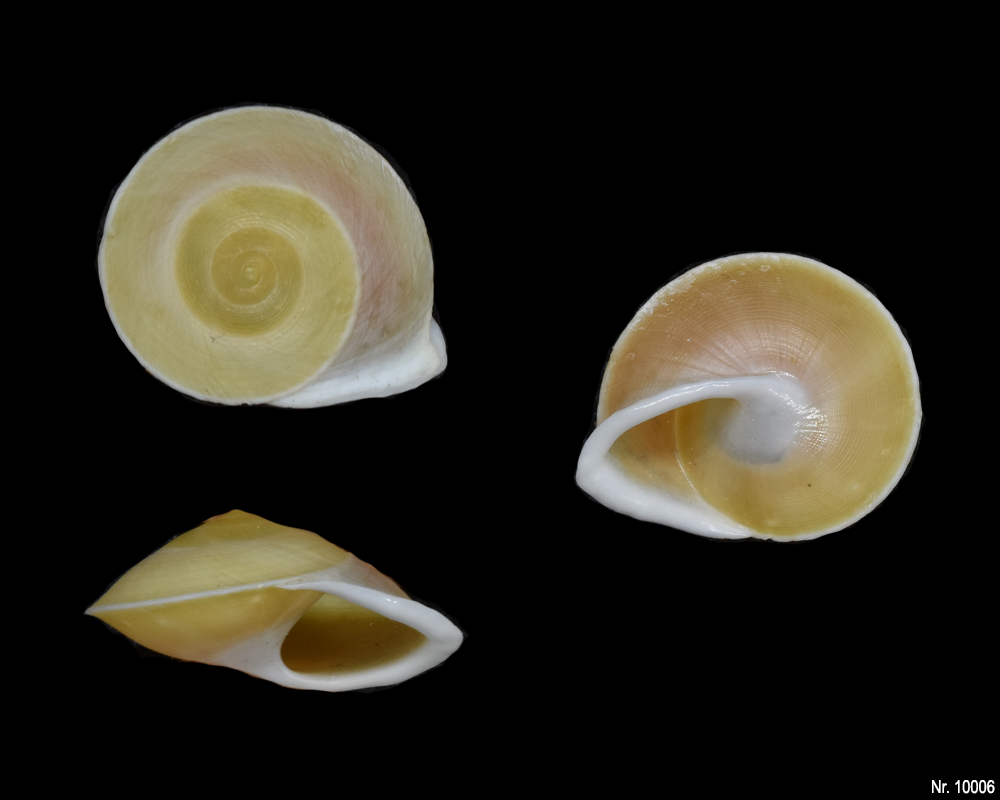 Caracolus carocolla