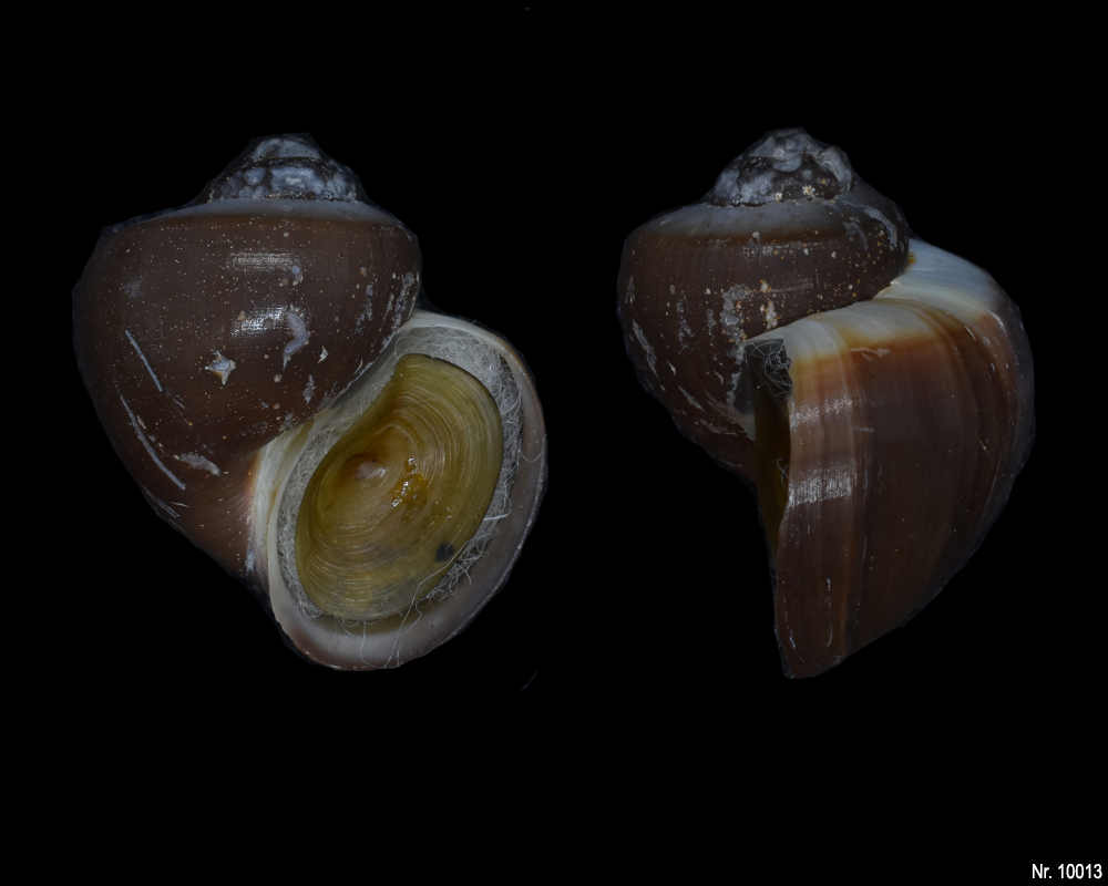 Pomacea scalaris