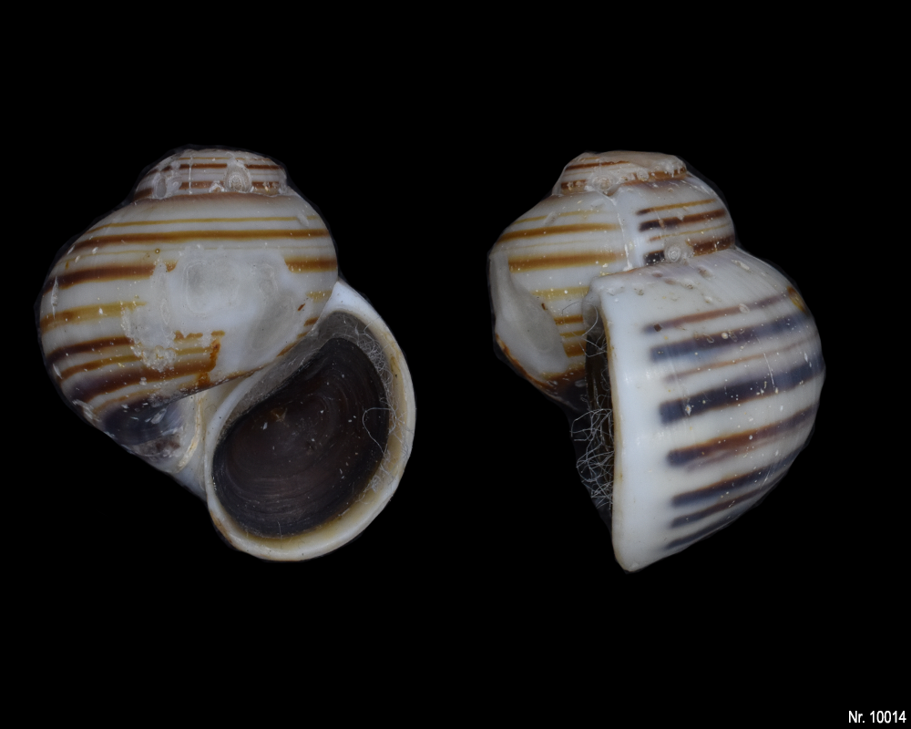 Asolene pulchella