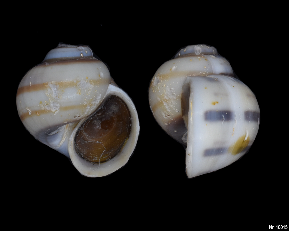 Asolene pulchella