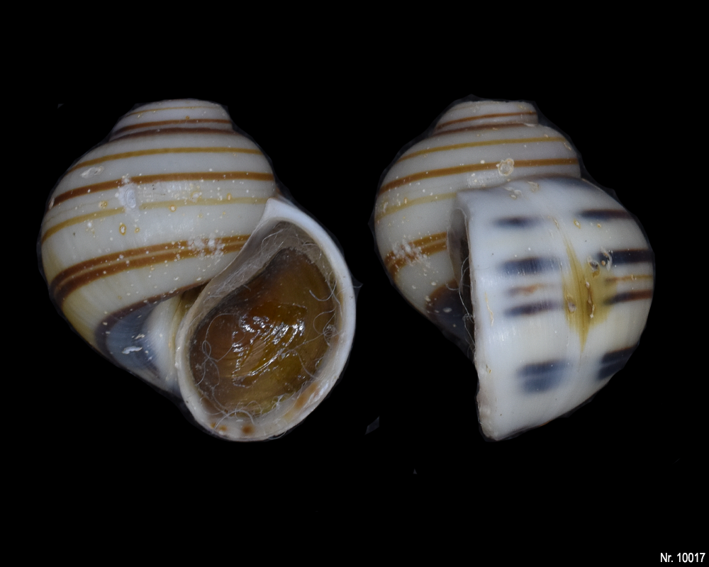 Asolene pulchella