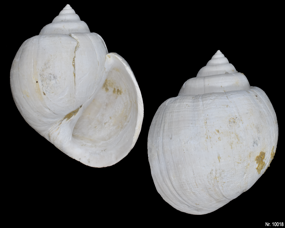 Amaurellina angustata