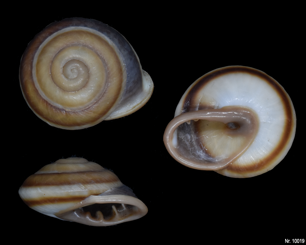 Dentellaria tridentina