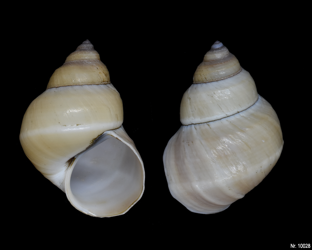 Bellamya unicolor