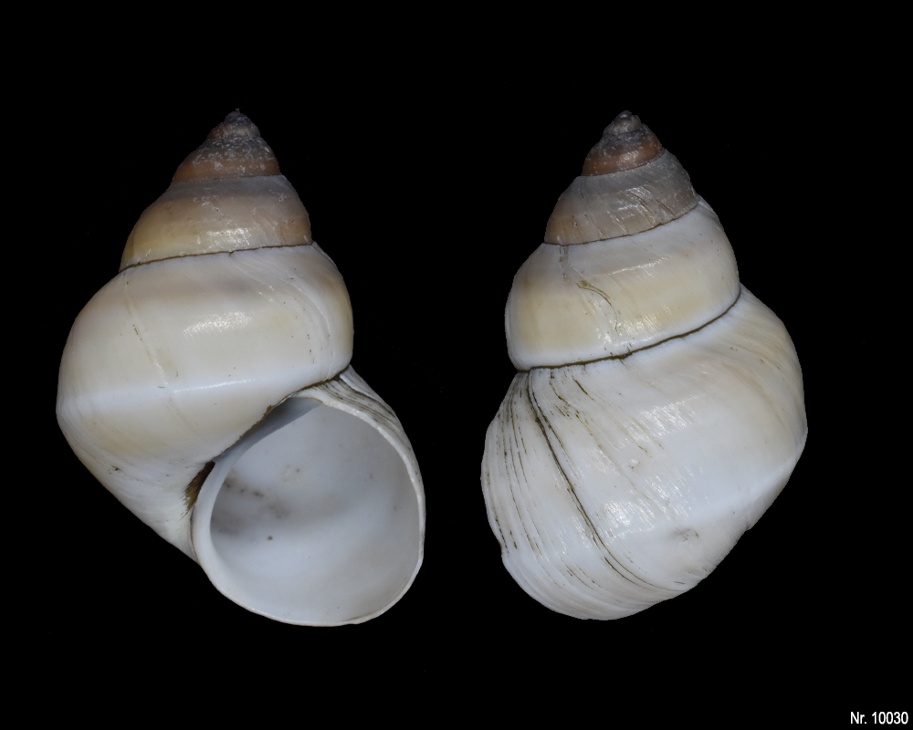 Bellamya unicolor