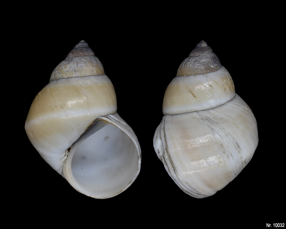 Bellamya unicolor