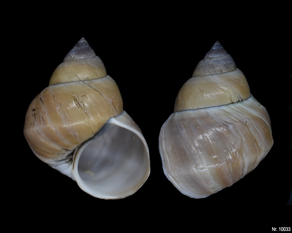 Bellamya unicolor