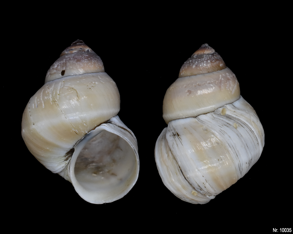 Bellamya unicolor