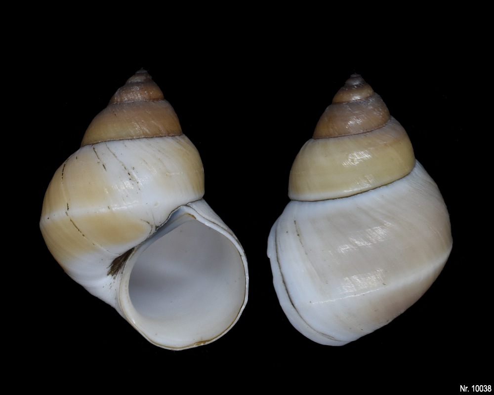 Bellamya unicolor