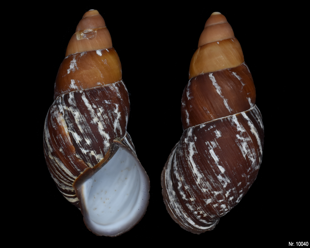 Chrysallis caniceps