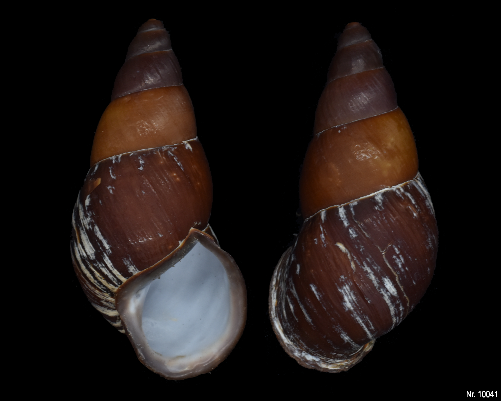 Chrysallis caniceps