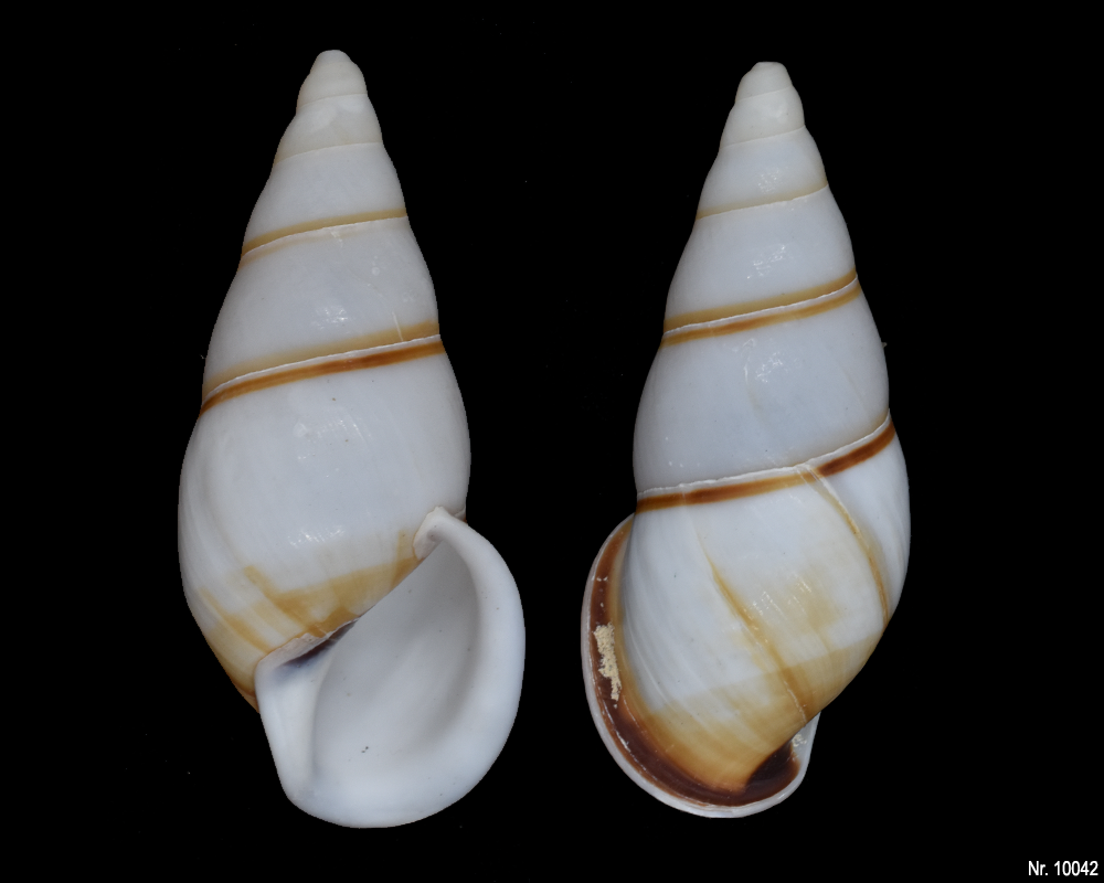 Dolichostyla porracea