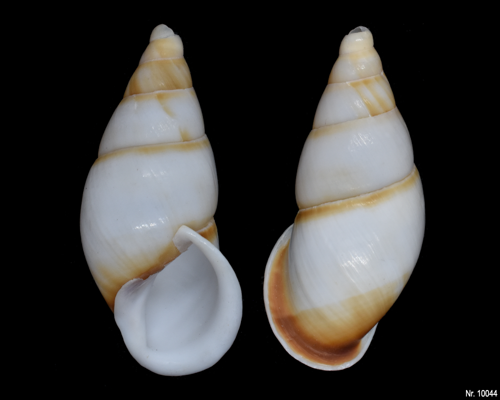 Dolichostyla porracea