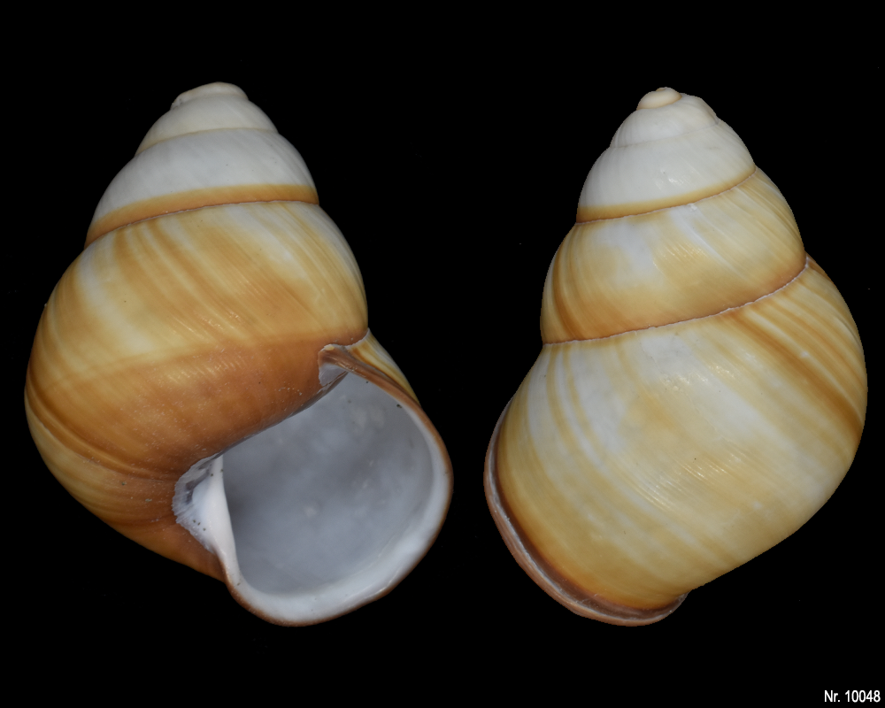 Cochlodryas florida