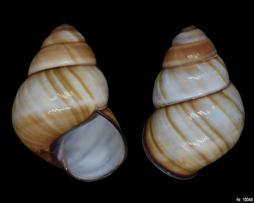 Cochlodryas florida