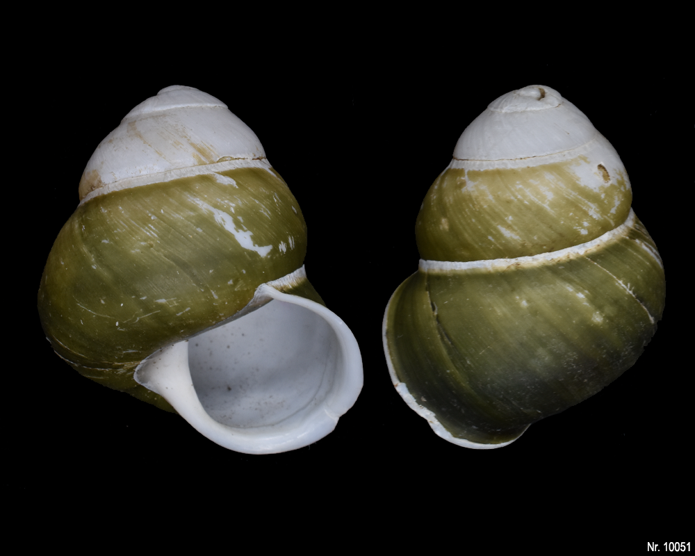 Cochlodryas florida