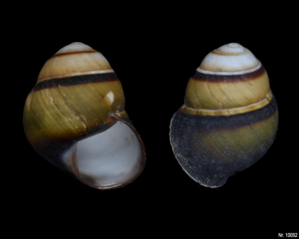 Cochlodryas florida