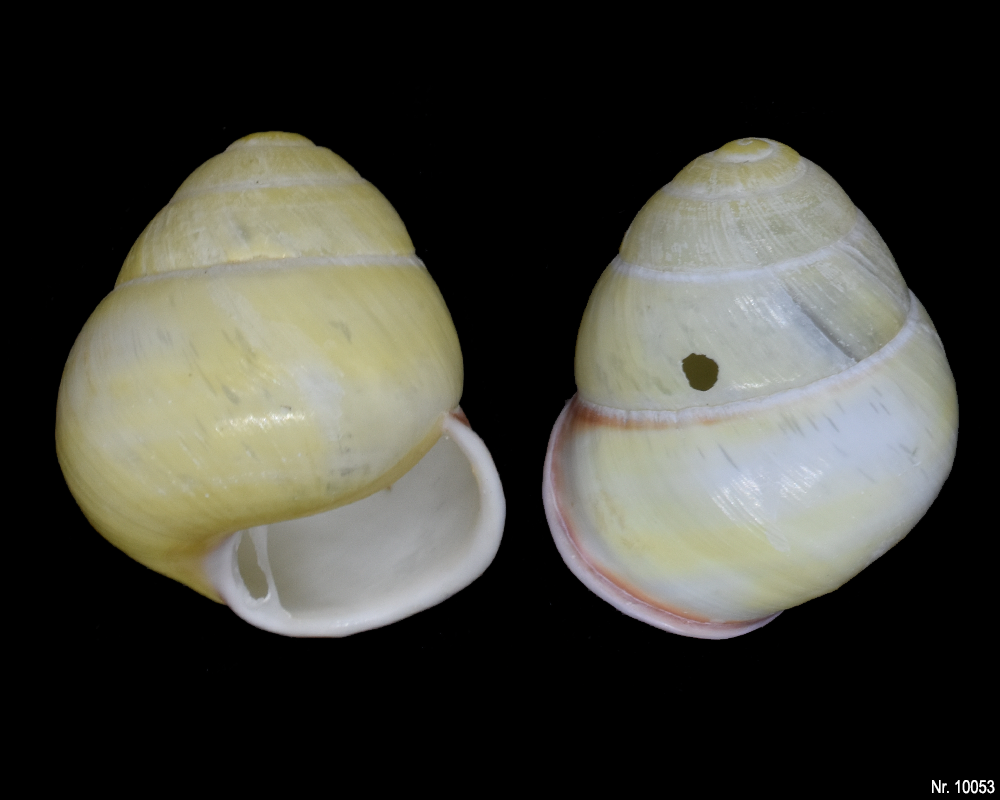 Cochlodryas florida