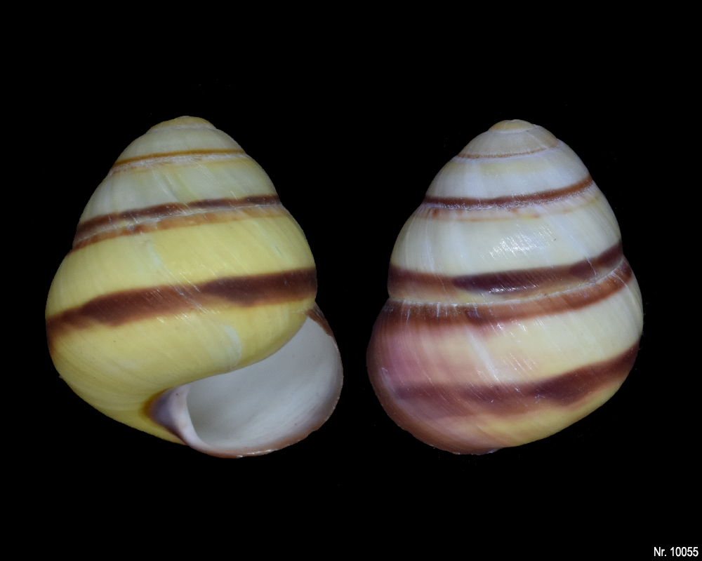 Cochlodryas florida