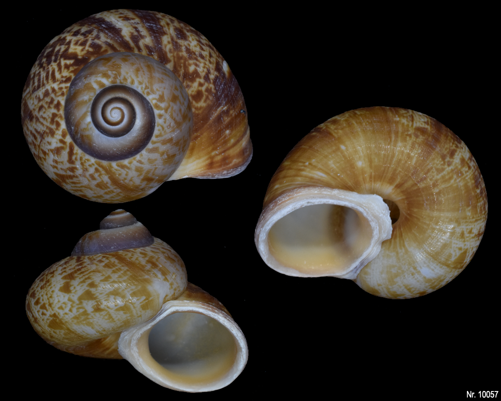 Cyclophorus linguiferus