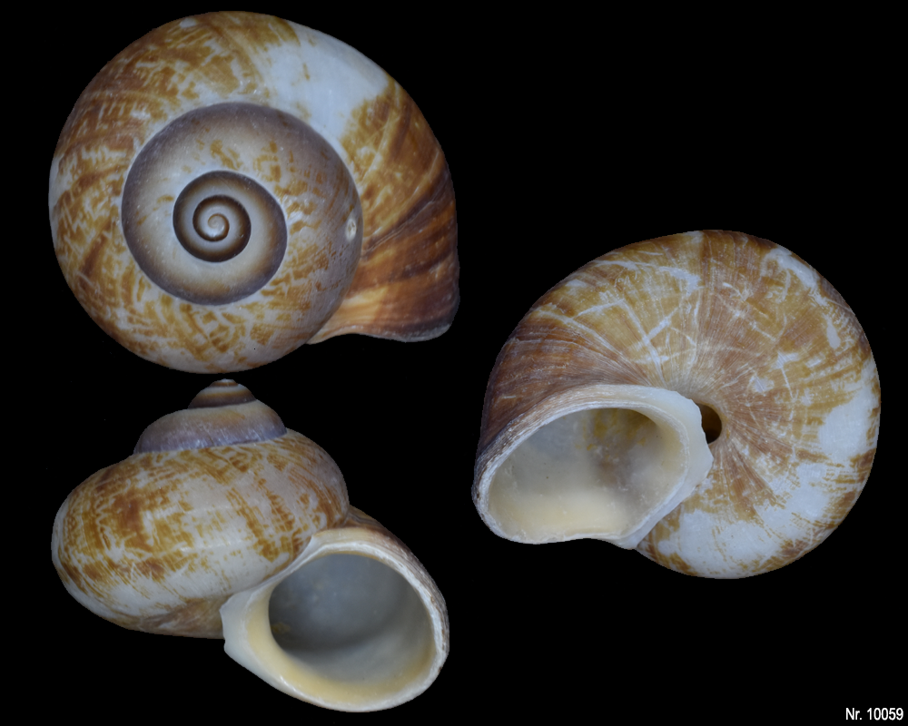 Cyclophorus linguiferus