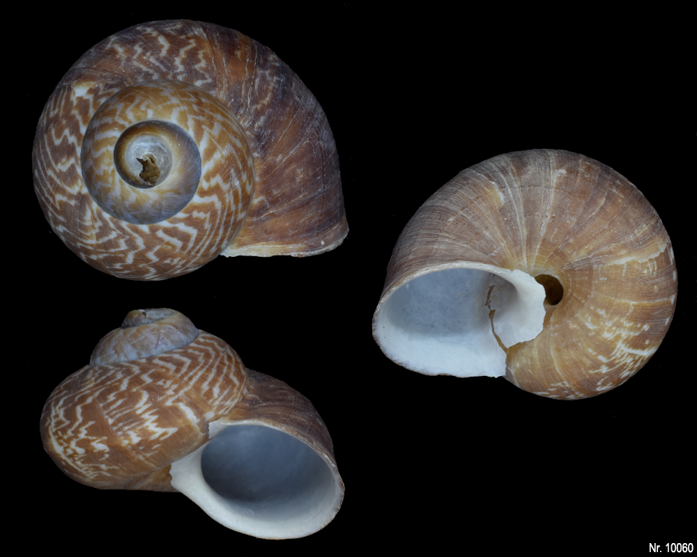 Cyclophorus linguiferus