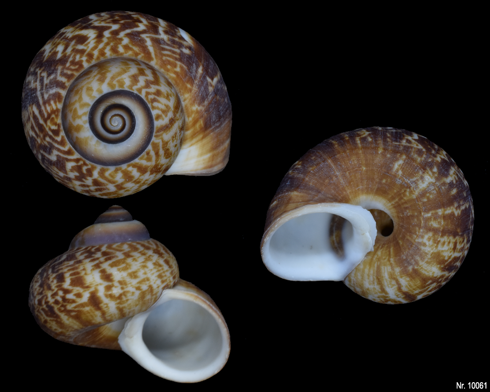 Cyclophorus linguiferus