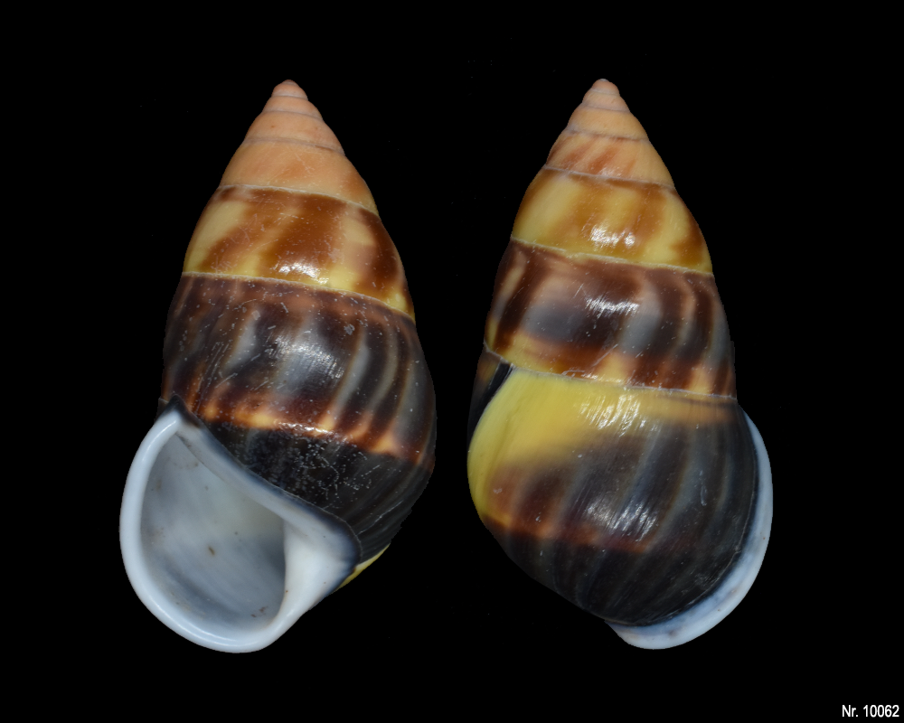 Amphidromus sp.