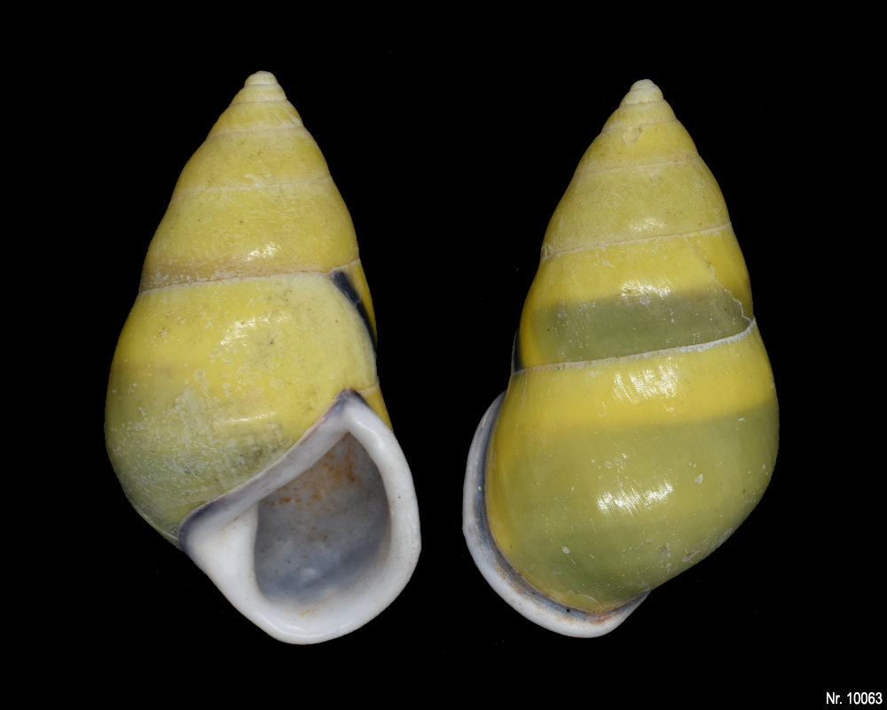 Amphidromus sp.