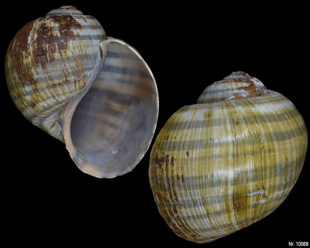 Pomacea haustrum