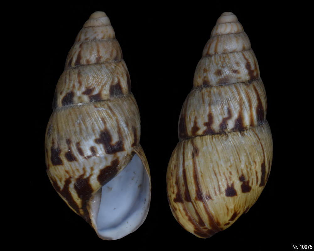 Limicolaria martensiana