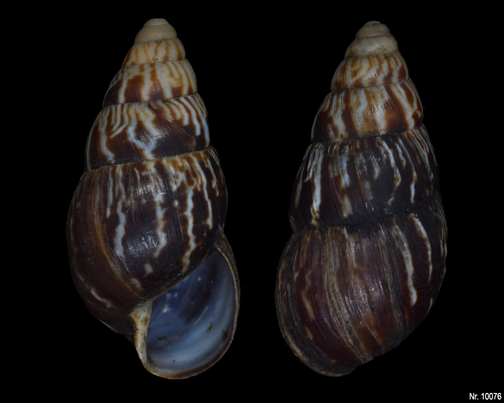 Limicolaria martensiana