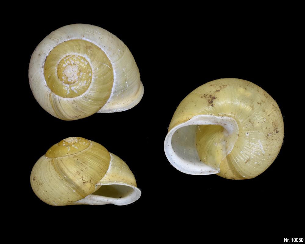 Cepaea hortensis