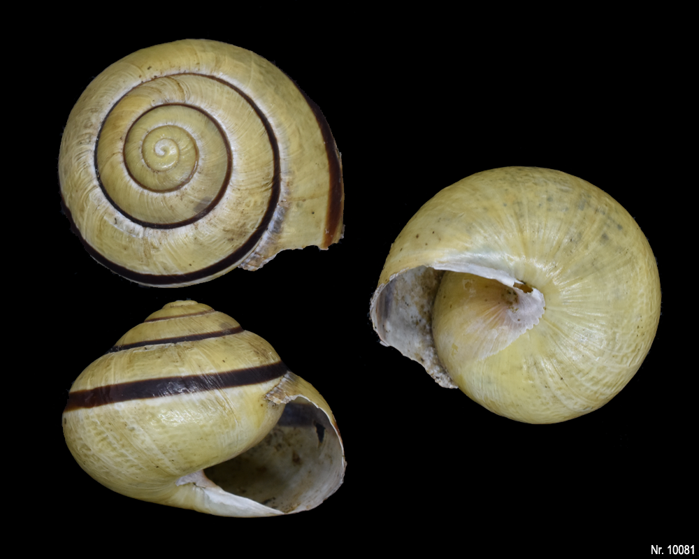 Cepaea nemoralis