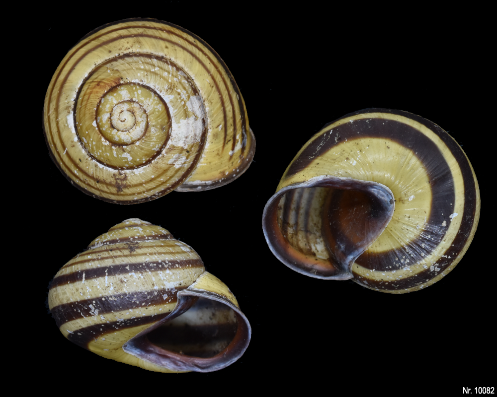 Cepaea nemoralis