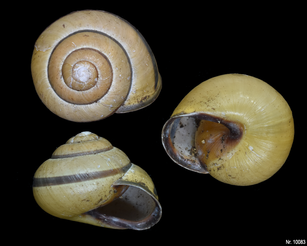 Cepaea nemoralis