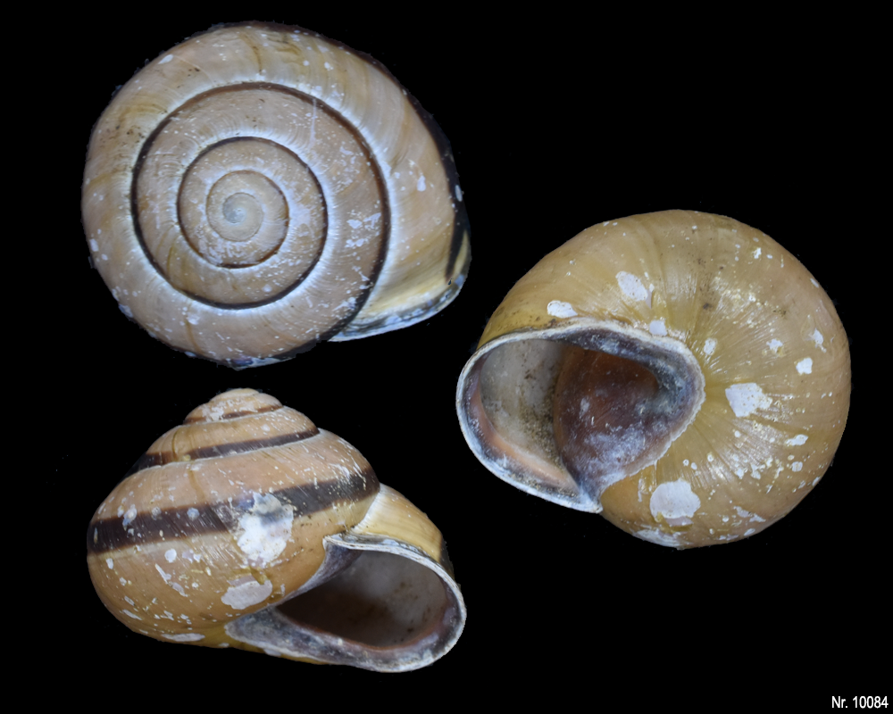 Cepaea nemoralis