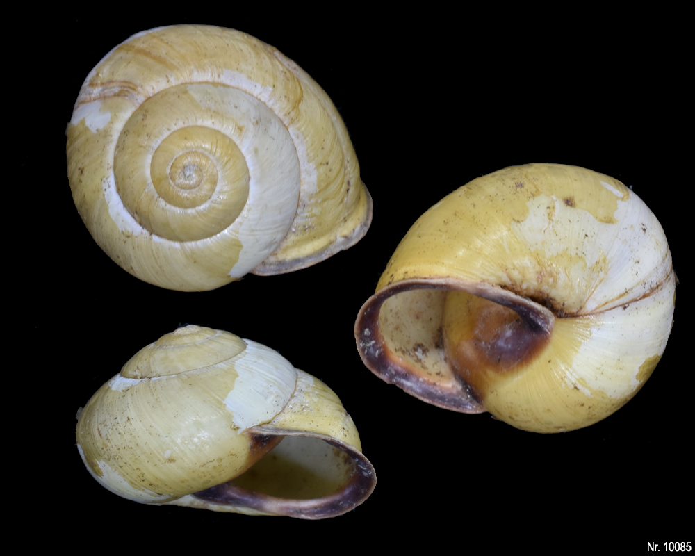 Cepaea nemoralis