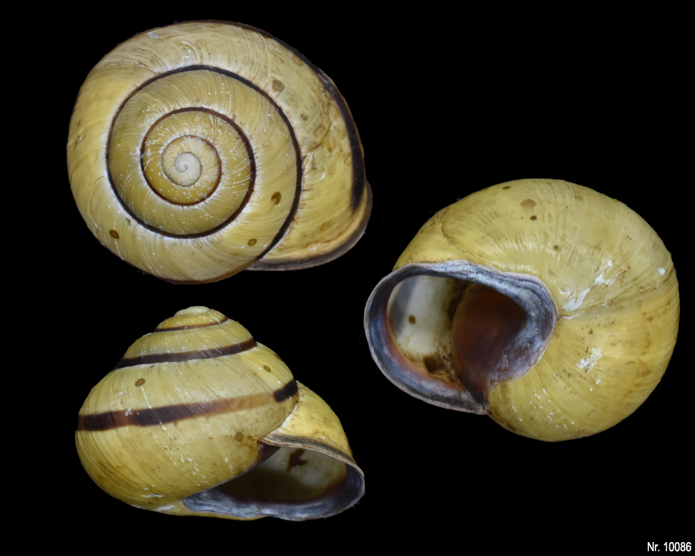 Cepaea nemoralis