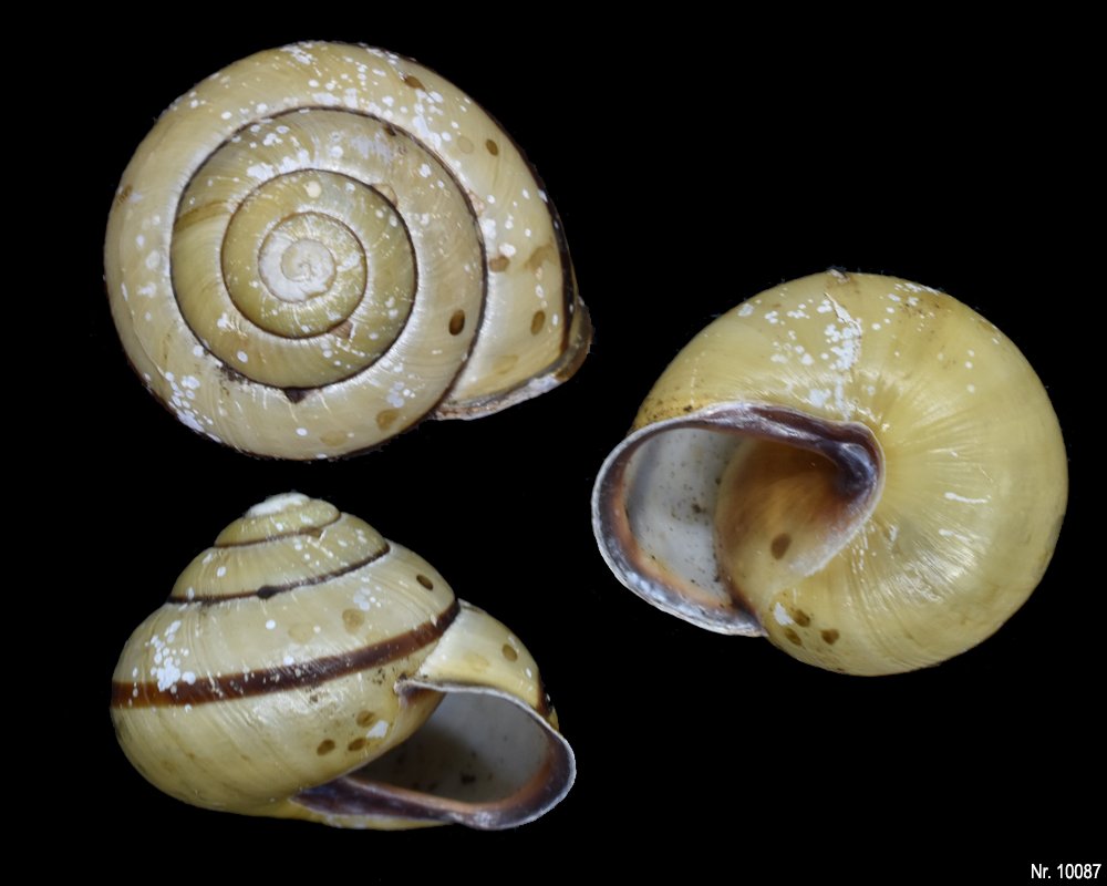 Cepaea nemoralis